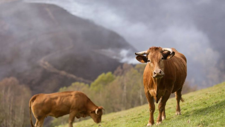 ep archivo varias vacas pastan ep archivo varias vacas pastan