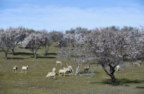 ep archivo   varios almendros en flor en garrovillas de alconetar