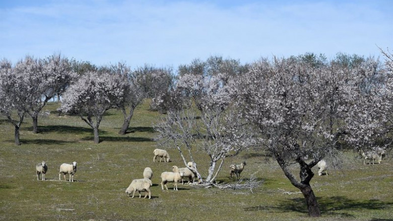 Archivo - Varios almendros en flor en Garrovillas de Alconétar | Gustavo Valiente - Europa Press - Archivo ep archivo varios almendros en flor en garrovillas de alconetar