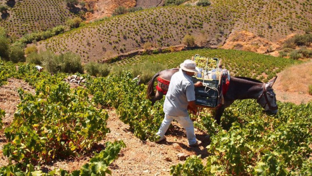 ep archivo   vendimia de la uva pasa en la axarquia