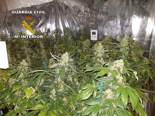 Marihuana intervenida | GUARDIA CIVIL ep marihuana intervenida 20180729184603