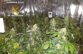 ep marihuana intervenida 20180729184603