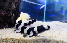 ep naceprimer tiburon bambu del oceanogrfic