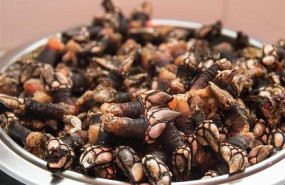 ep percebes gallegos