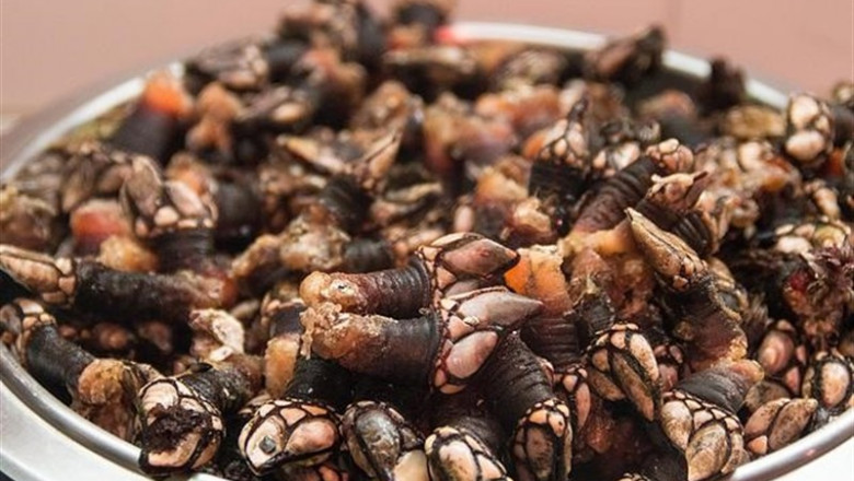 ep percebes gallegos
