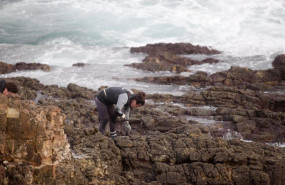 ep una percebeira de rinlo de la cofradia de pescadores de ribadeo recoge percebes para la campana ep una percebeira de rinlo de la cofradia de pescadores de ribadeo recoge percebes para la campana