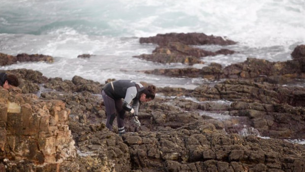 ep una percebeira de rinlo de la cofradia de pescadores de ribadeo recoge percebes para la campana