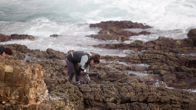 ep una percebeira de rinlo de la cofradia de pescadores de ribadeo recoge percebes para la campana ep una percebeira de rinlo de la cofradia de pescadores de ribadeo recoge percebes para la campana