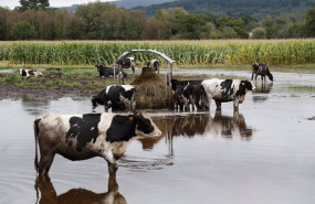 ep vacas en un pasto inundado por el desbordamiento del rio anllo por el huracan kirk