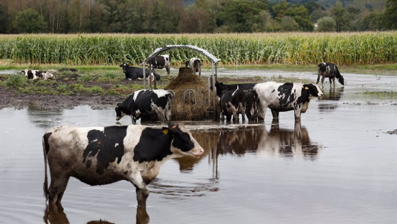 Vacas en un pasto inundado por el desbordamiento del río Anllo por el huracán Kirk | Carlos Castro - Europa Press ep vacas en un pasto inundado por el desbordamiento del rio anllo por el huracan kirk
