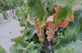 ep archivo detalle de la uva palomino en una vina del marco de jerez ep archivo detalle de la uva palomino en una vina del marco de jerez