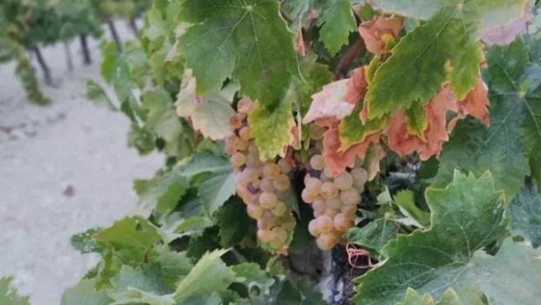 ep archivo detalle de la uva palomino en una vina del marco de jerez ep archivo detalle de la uva palomino en una vina del marco de jerez