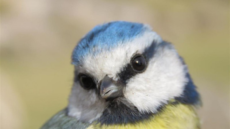 El tiempo meteorológico determina el éxito o fracaso en la reproducción de las aves comunes | SEO/BIRDLIFE ep el tiempo meteorologico determina el exito o fracaso en la reproduccion de las aves comunes