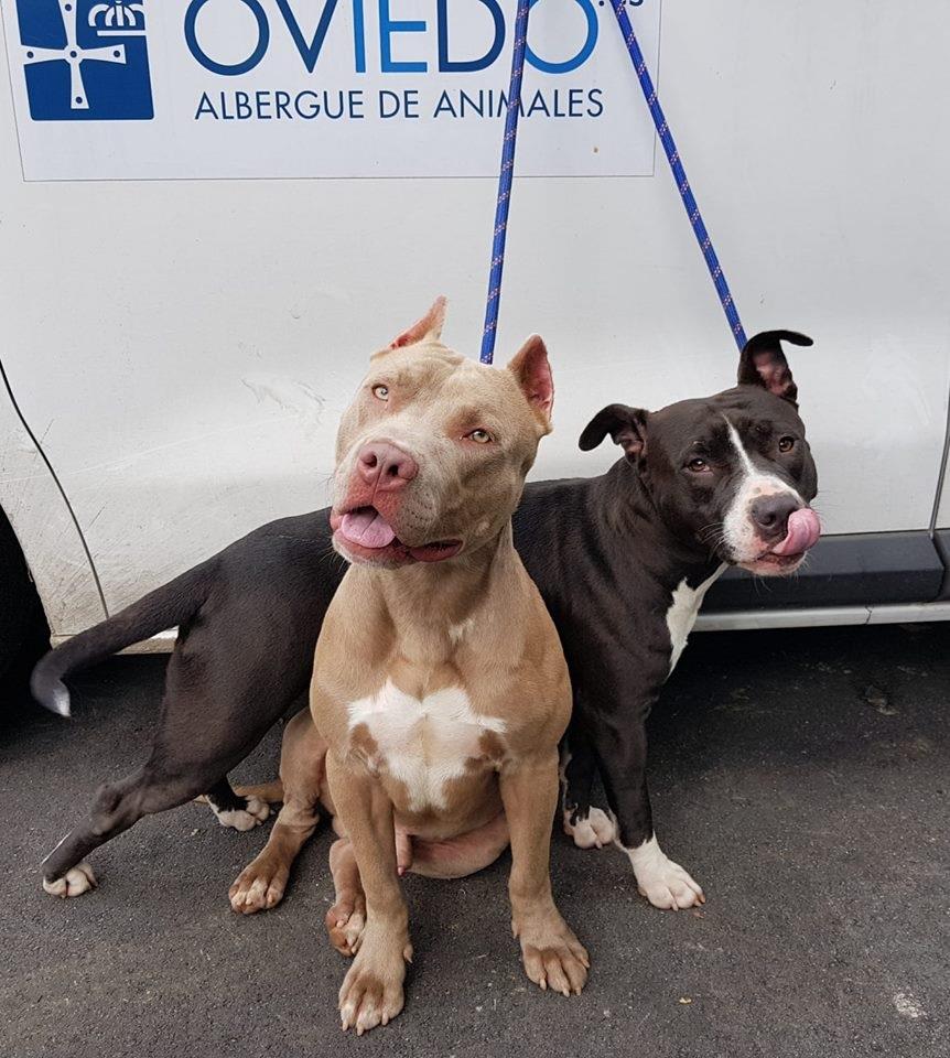 Pitbull rescatados | SEGURIDAD CIUDADANA ep pitbull rescatados