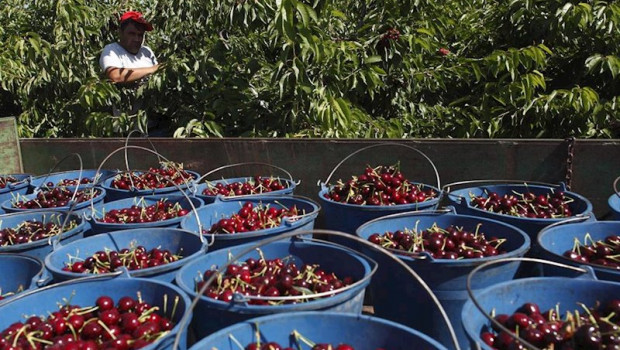 ep recogida de cerezas en el campo aragones