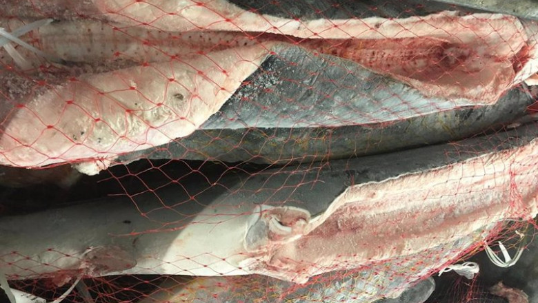 Tiburón (marrajo dientuso) congelado en la lonja de Vigo | CEPESCA - Archivo ep tiburon marrajo dientuso congelado en la lonja de vigo