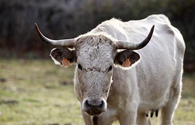 Animal , animales, vaca, vacas, toro, toros, pastar, pastando, ganadería, campo | EUROPA PRESS - Archivo ep animal animales vaca vacas toro toros pastar pastando ganaderia campo 20180830183101