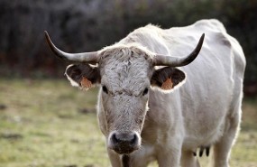ep animal animales vaca vacas toro toros pastar pastando ganaderia campo 20180830183101