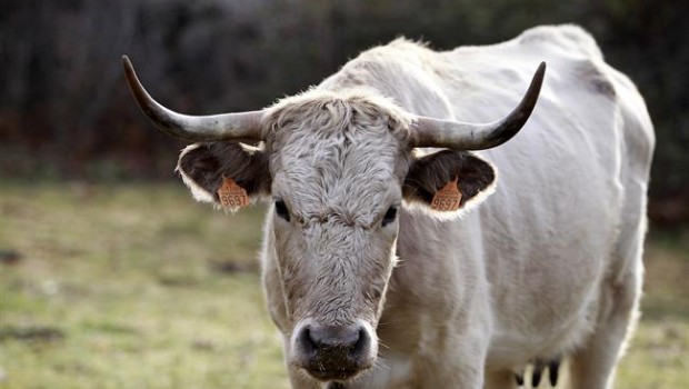 ep animal animales vaca vacas toro toros pastar pastando ganaderia campo 20180830183101