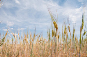 ep archivo   campo de trigo a 17 de junio de 2024 en albacete castilla la mancha espana la union de