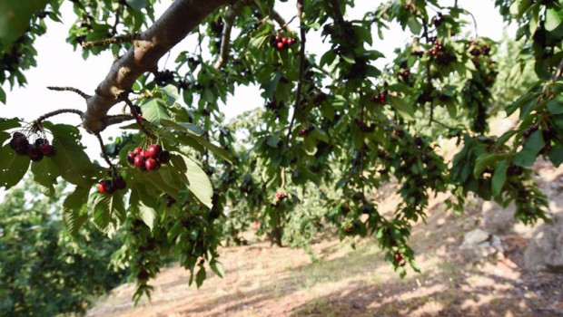 ep archivo   cerezas en una finca de navaconcejo