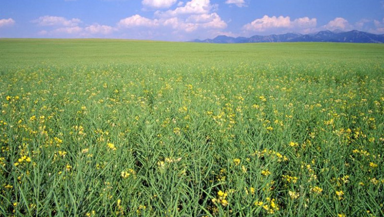 Archivo - Cultivo sostenible. | GOODFREEPHOTOS - Archivo ep archivo cultivo sostenible