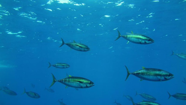 ep archivo imagen del atun patudo marcado ep archivo imagen del atun patudo marcado