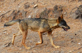 ep archivo   lobos ibericos 20250403125204