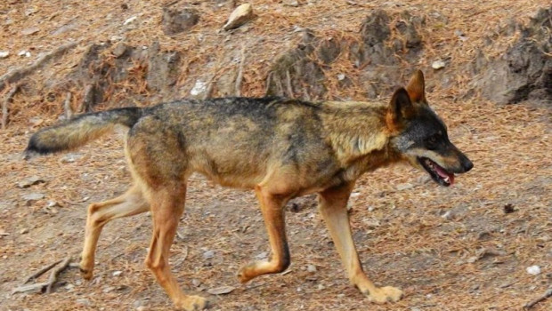 ep archivo   lobos ibericos 20250403125204
