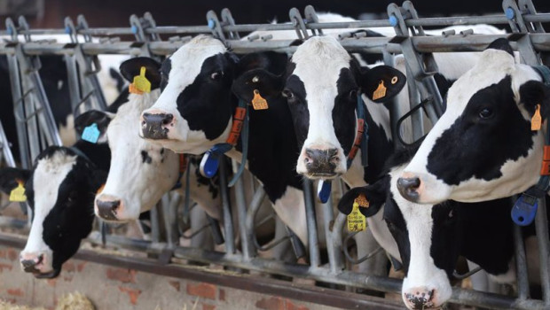ep archivo   varias vacas lecheras