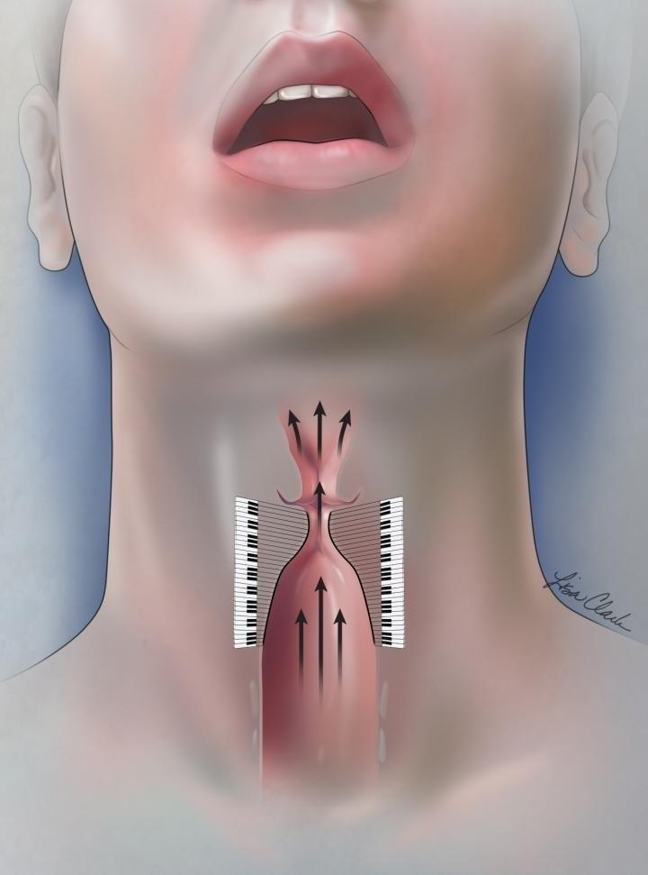 Cuerdas vocales | DE LISA A. CLARK, MA, CMI, BASADO EN EL CONCEPTO O ep cuerdas vocales