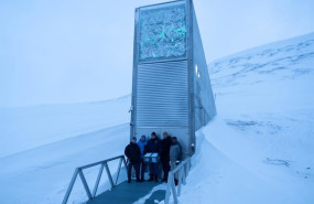 ep el olivo entra por primera vez en la boveda global de svalbard el mayor banco mundial de semillas