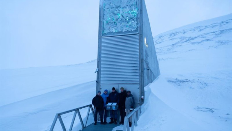 El olivo entra por primera vez en la Bóveda Global de Svalbard, el mayor banco mundial de semillas | COI ep el olivo entra por primera vez en la boveda global de svalbard el mayor banco mundial de semillas