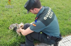 ep la guardia civil rescataun perro alun hombre maltrato enplaya