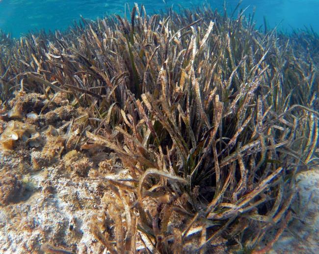 Plantas de posidonia oceanica | Europa Press ep plantasposidonia oceanica