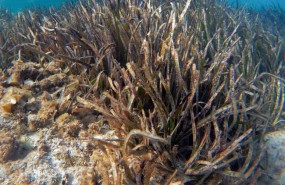 ep plantasposidonia oceanica