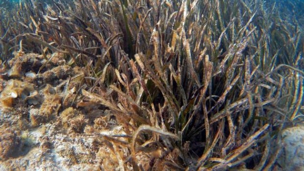 ep plantasposidonia oceanica