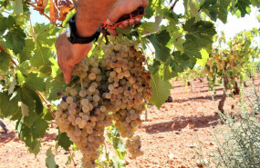 ep una persona recoge uvas de una cosecha durante la vendimia de este ano