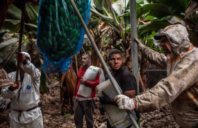 ep varios agricultores recogen plataneras cubiertas de ceniza en una finca de fuencaliente a 9 de
