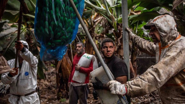 ep varios agricultores recogen plataneras cubiertas de ceniza en una finca de fuencaliente a 9 de