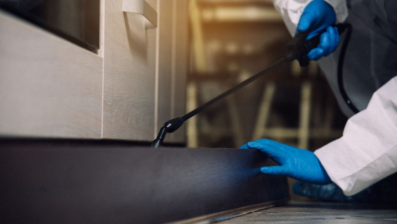 exterminador lucha contra insectos desinsectacion local 