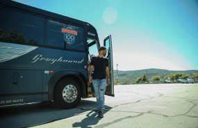 greyhound greyhound