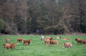 ep archivo   un rebano de vacas pasta frente a un gran bosque de pino en candaido a fonsagrada a 22