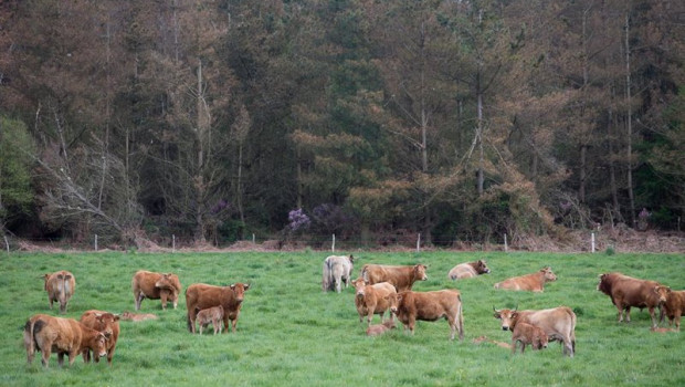 ep archivo   un rebano de vacas pasta frente a un gran bosque de pino en candaido a fonsagrada a 22
