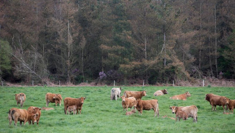 ep archivo un rebano de vacas pasta frente a un gran bosque de pino en candaido a fonsagrada a 22 ep archivo un rebano de vacas pasta frente a un gran bosque de pino en candaido a fonsagrada a 22