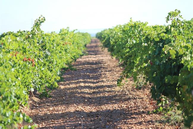 Bodega Félix Sanz | BODEGA FÉLIX SANZ ep bodega felix sanz
