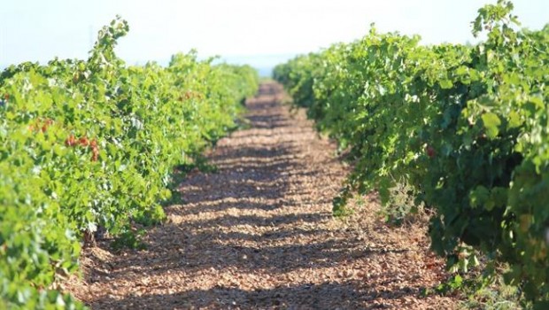 ep bodega felix sanz