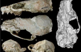 ep fosiles del craneo de circamustela peignei visto desde diferentes perspectivas