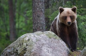 ep oso pardobosque borealsuecia