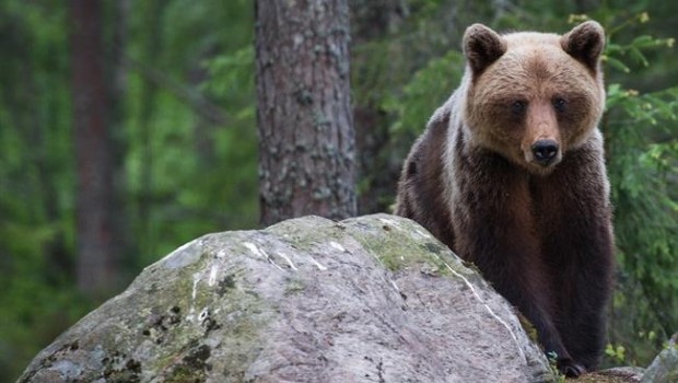ep oso pardobosque borealsuecia
